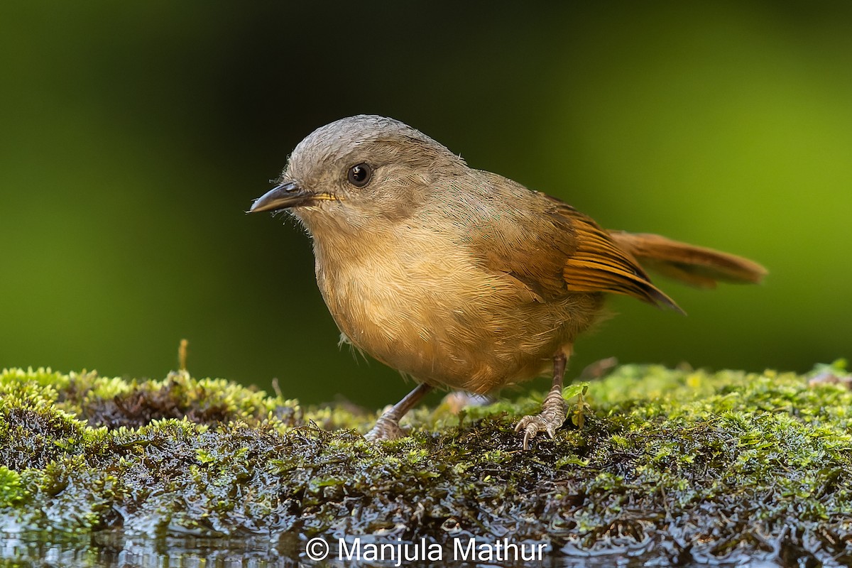 Brown-cheeked Fulvetta - Manjula Mathur