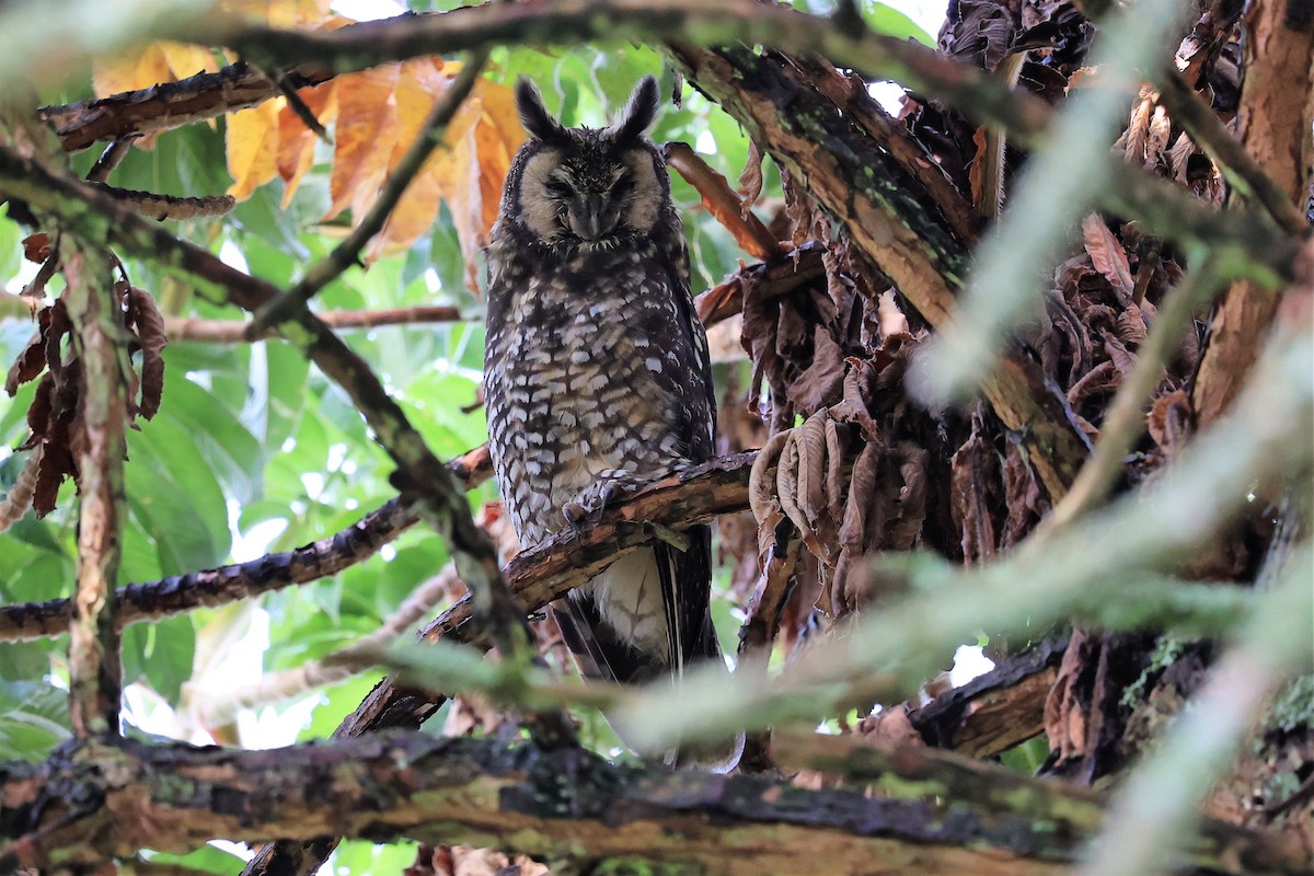 Abyssinian Owl - ML614882733