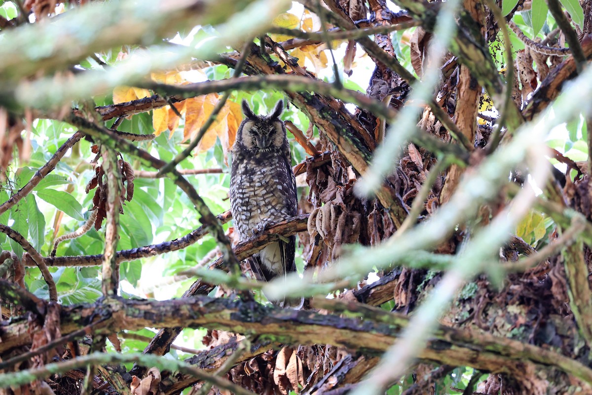 Abyssinian Owl - ML614882735