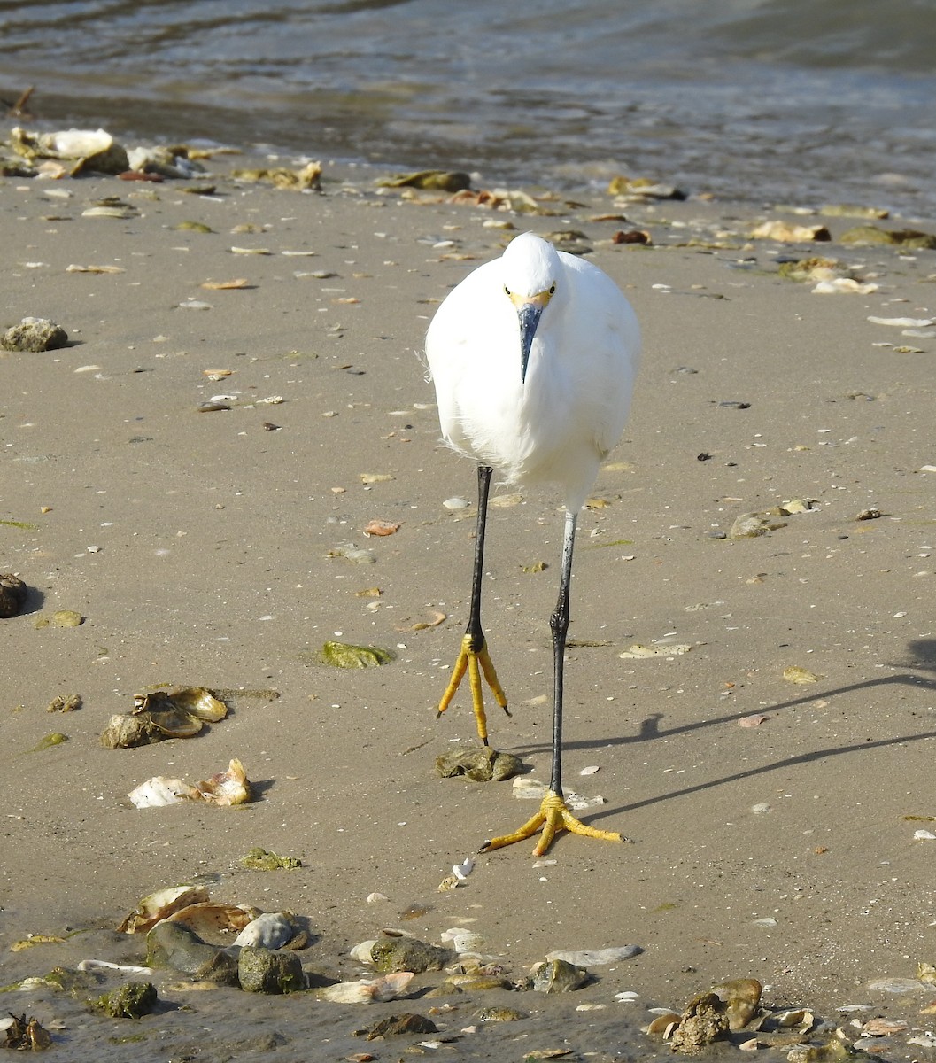 Snowy Egret - ML614882779