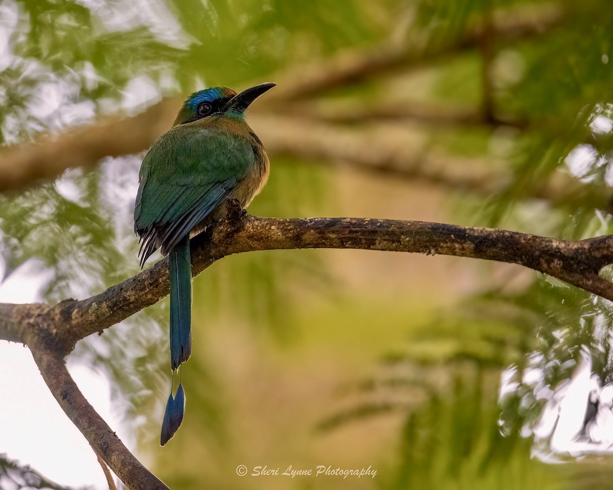 brunpannemotmot - ML614882783