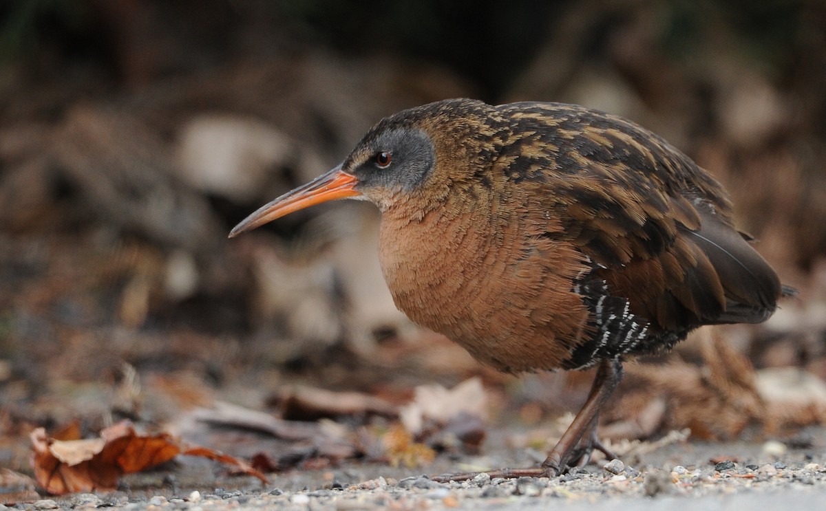 Virginia Rail - ML614882840