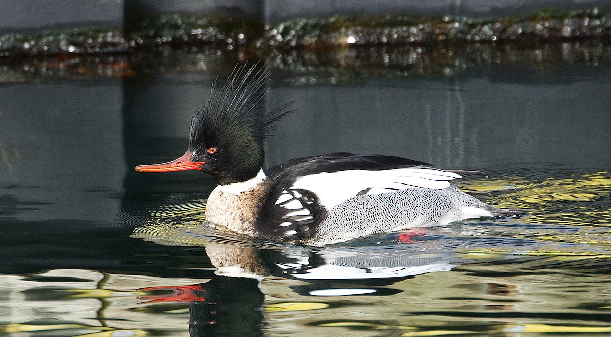 Red-breasted Merganser - ML614882870