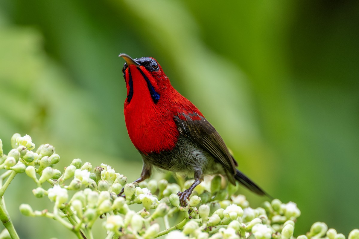 Crimson Sunbird - ML614882896