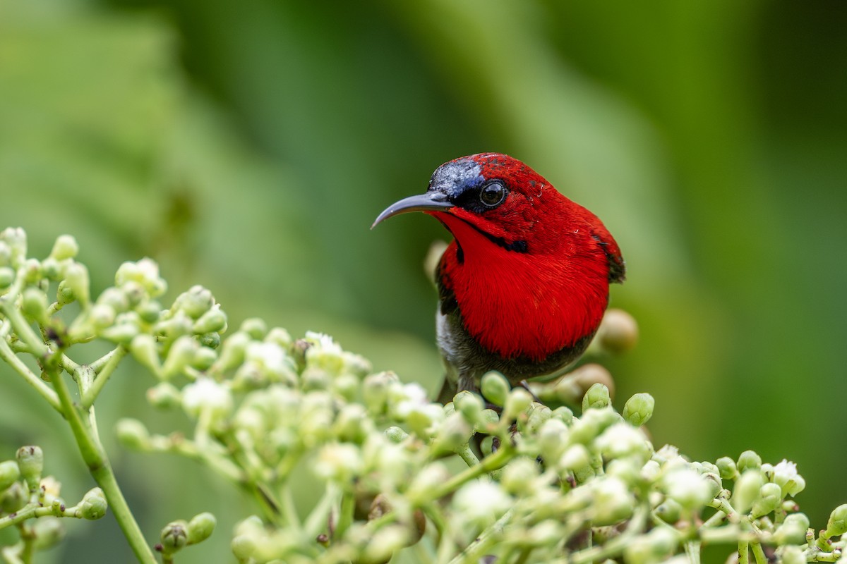 Crimson Sunbird - Yifei Zheng