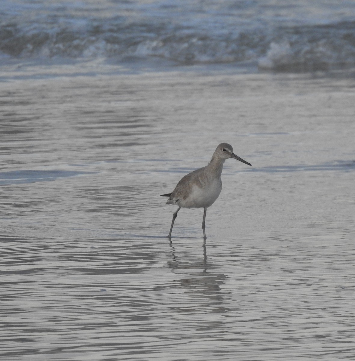 Willet - ML614882902