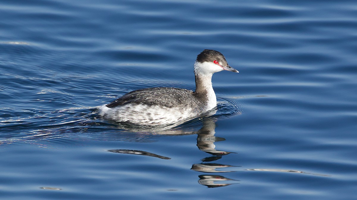 Horned Grebe - ML614882929