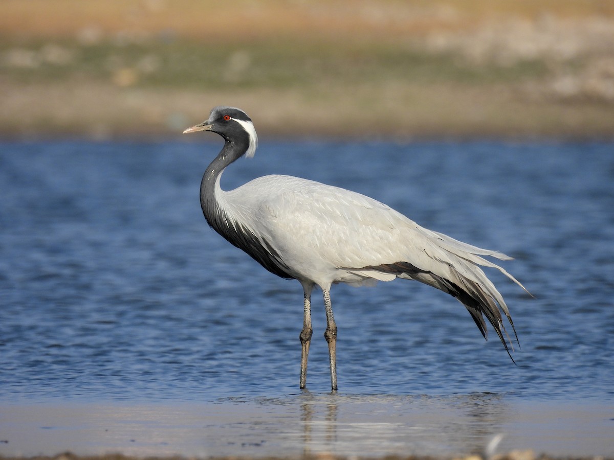 Demoiselle Crane - ML614882945