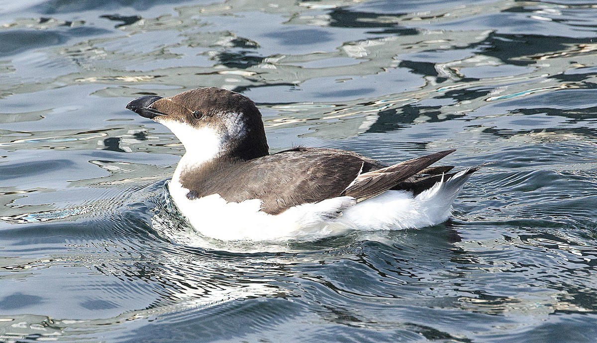 Razorbill - ML614882948