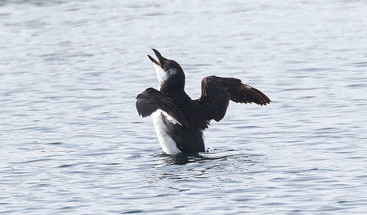 Razorbill - ML614882949