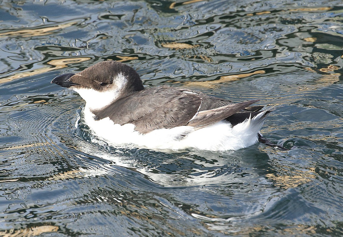 Razorbill - ML614882950