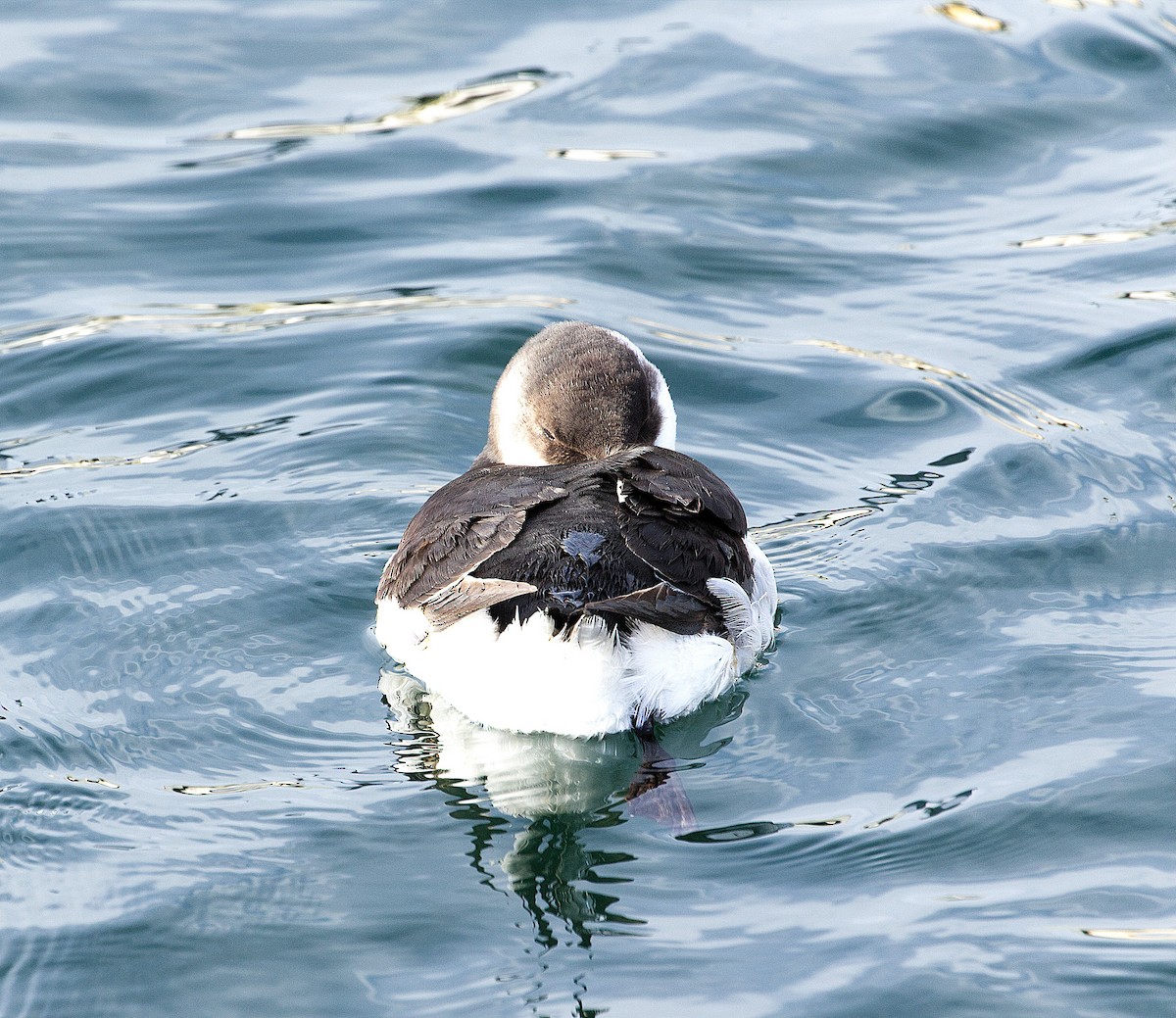 Razorbill - ML614882951