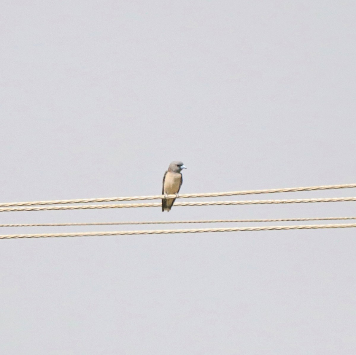 Ashy Woodswallow - ML614882999