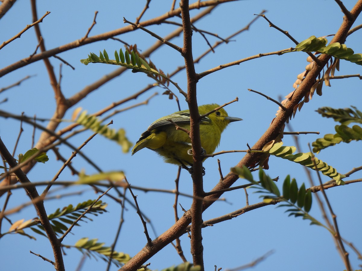 Common Iora - ML614883082