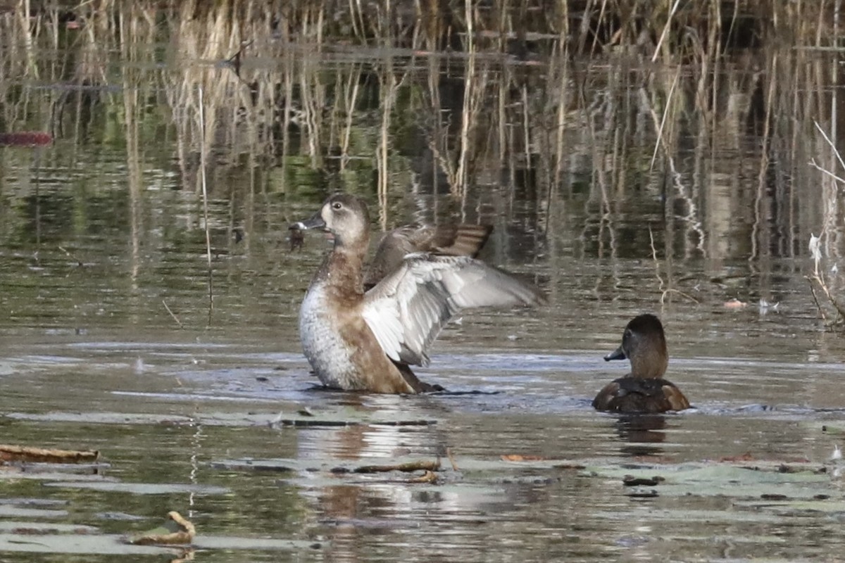 Ring-necked Duck - Darby Nugent