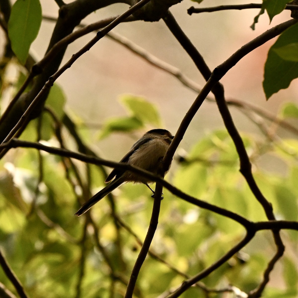 Silver-throated Tit - ML614883165