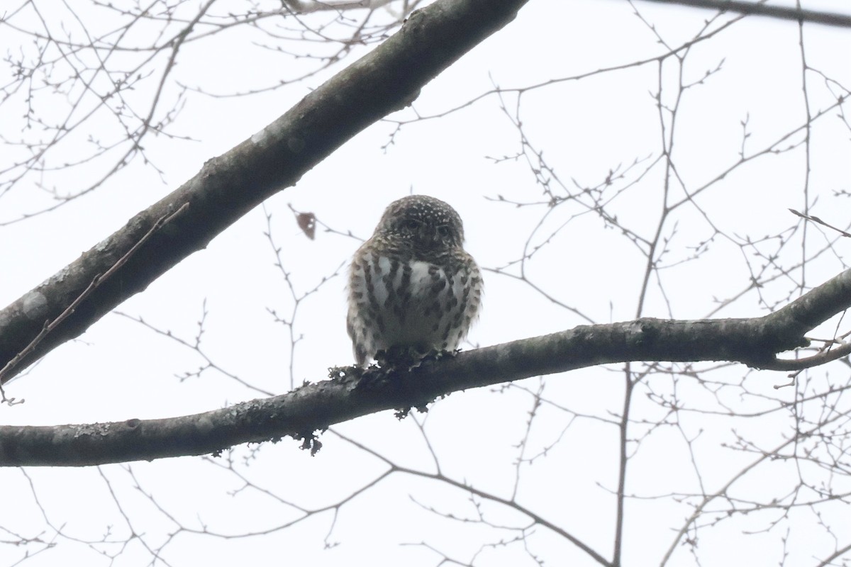 Collared Owlet - ML614883199