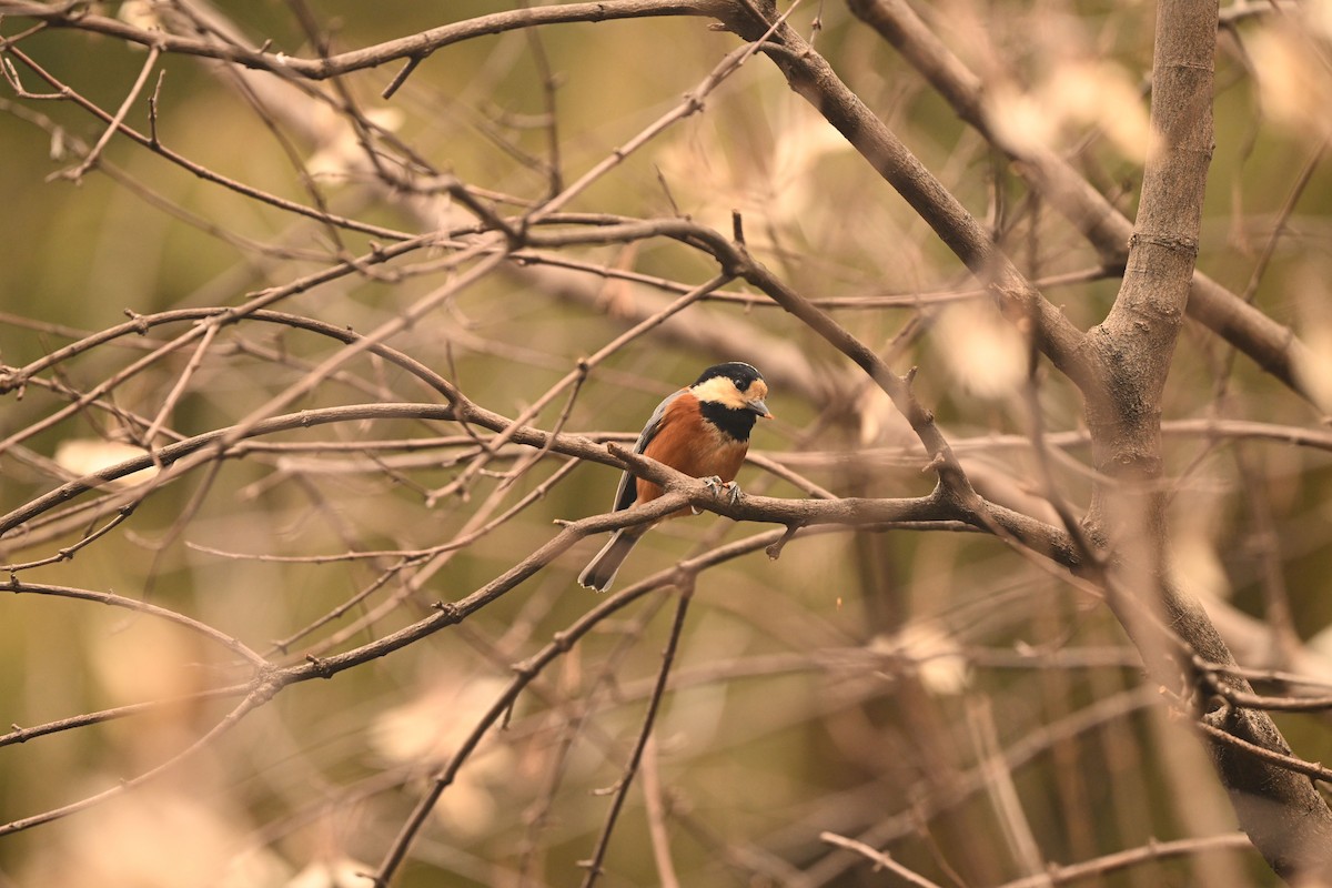 Varied Tit - Jack X