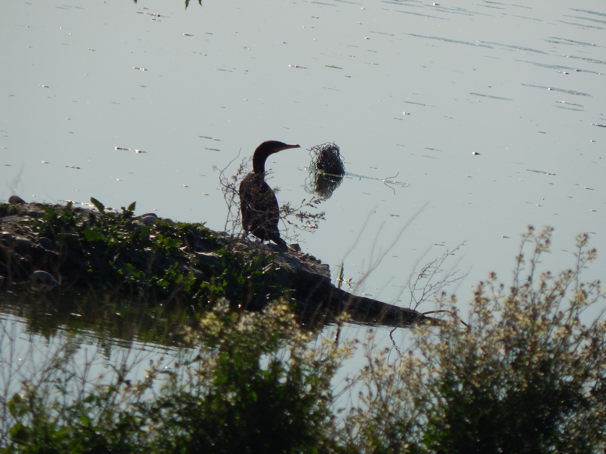 Neotropic Cormorant - ML614883297