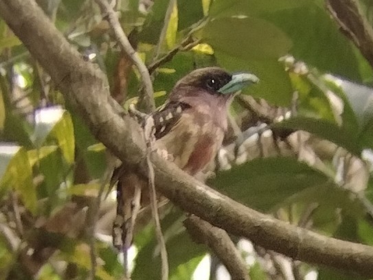 Banded Broadbill - ML614883317