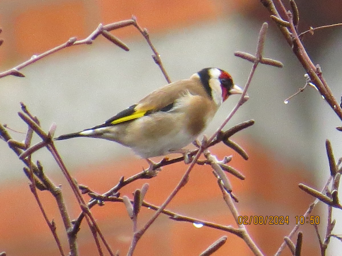 European Goldfinch - ML614883342