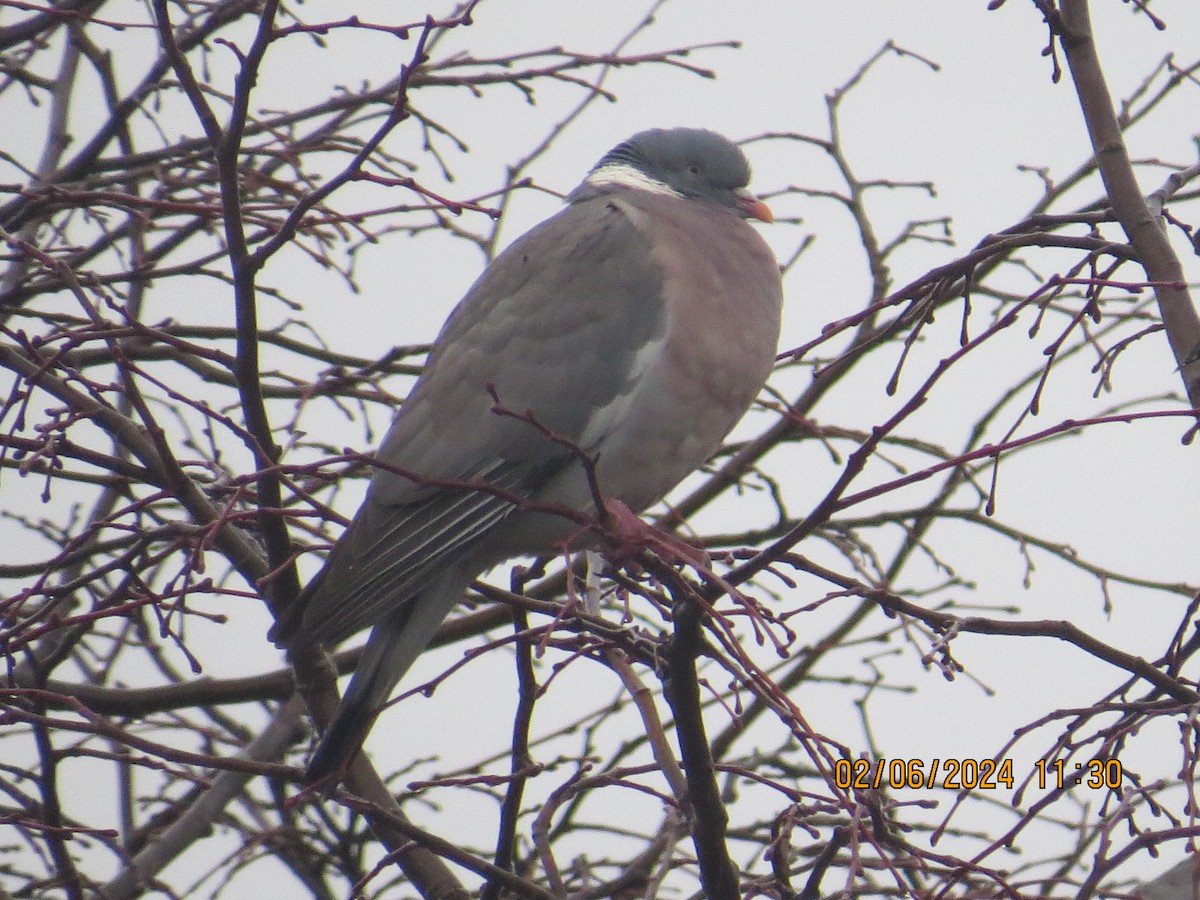 Common Wood-Pigeon - ML614883363