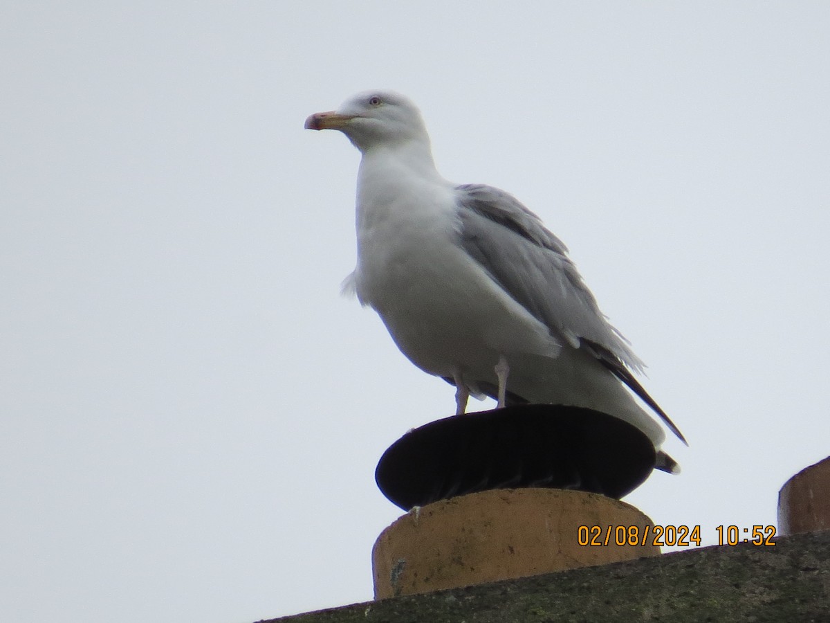European Herring Gull - ML614883402