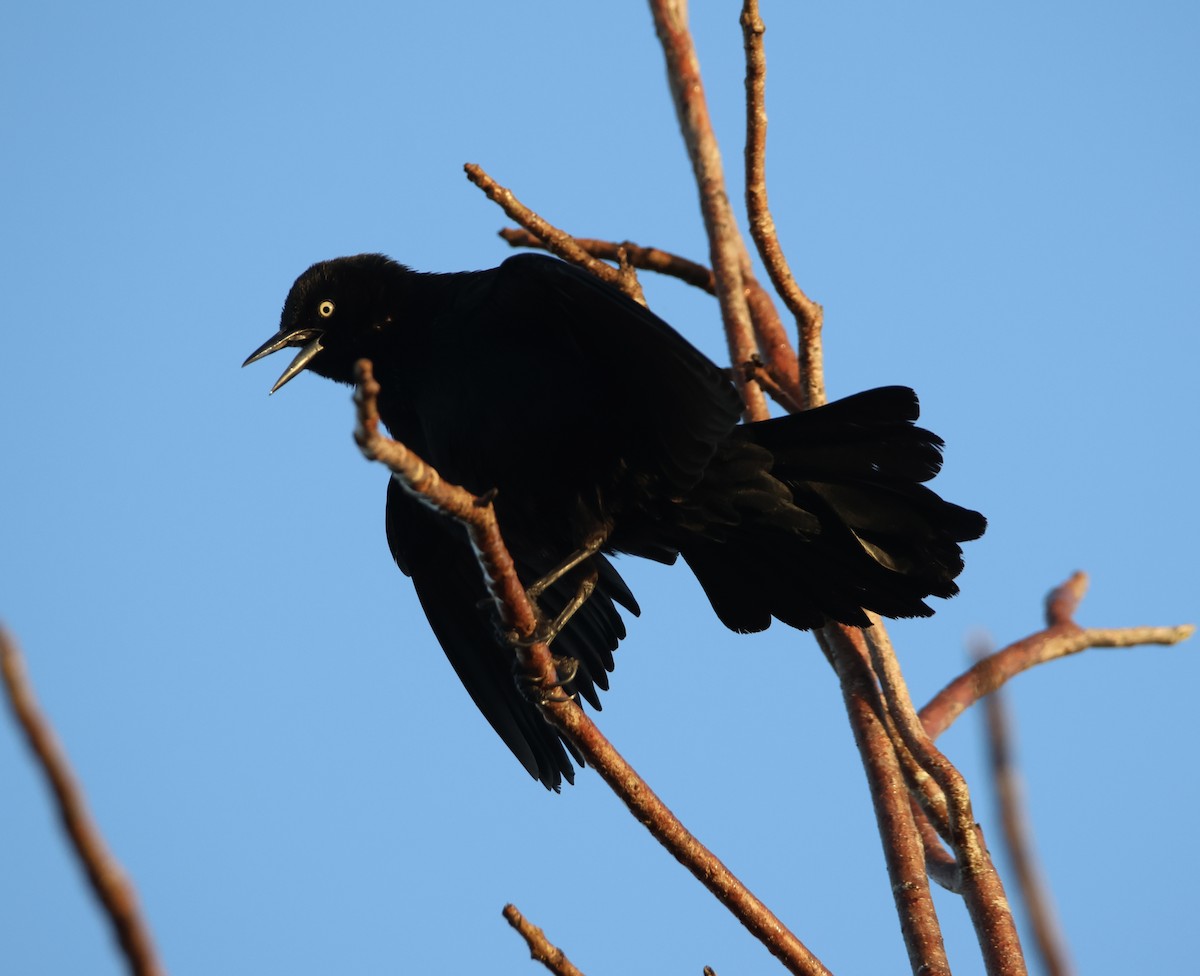 Greater Antillean Grackle - ML614883446