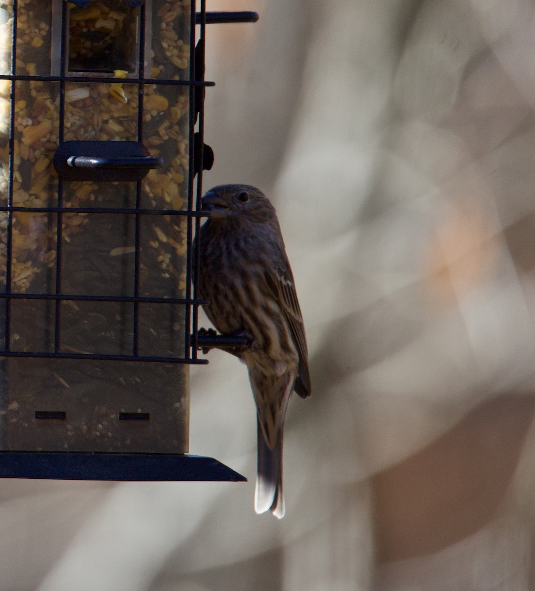 Pine Siskin - ML614883461