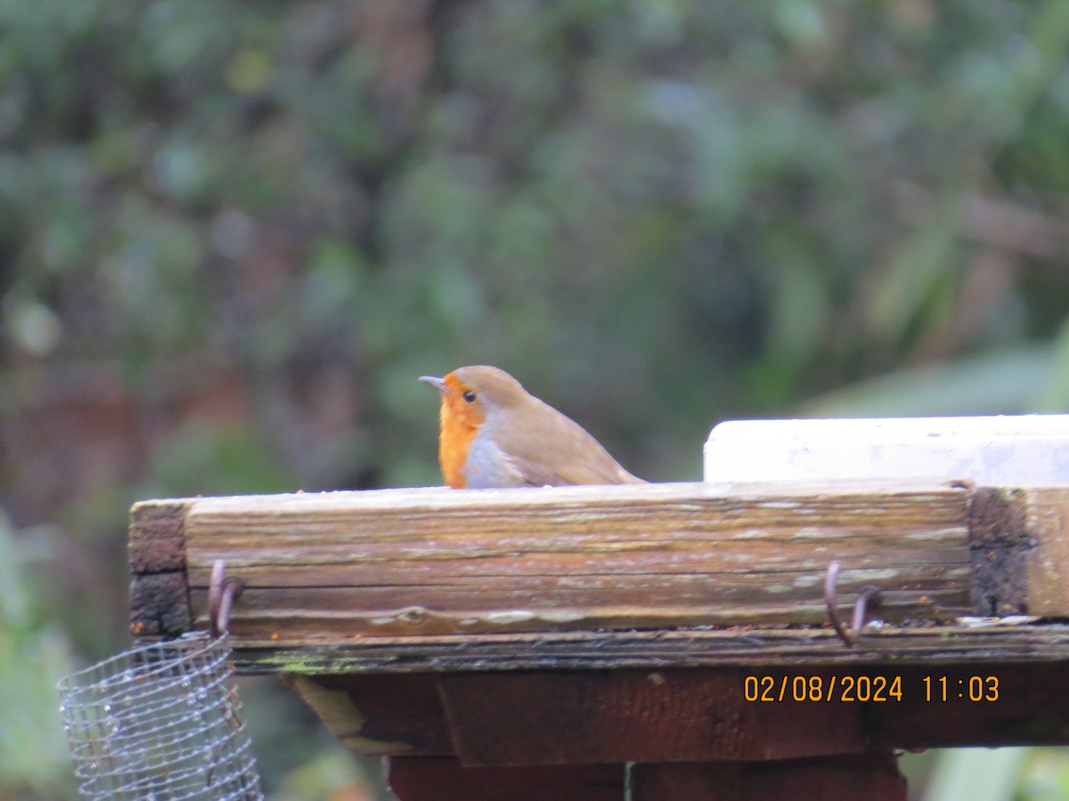 European Robin - ML614883471