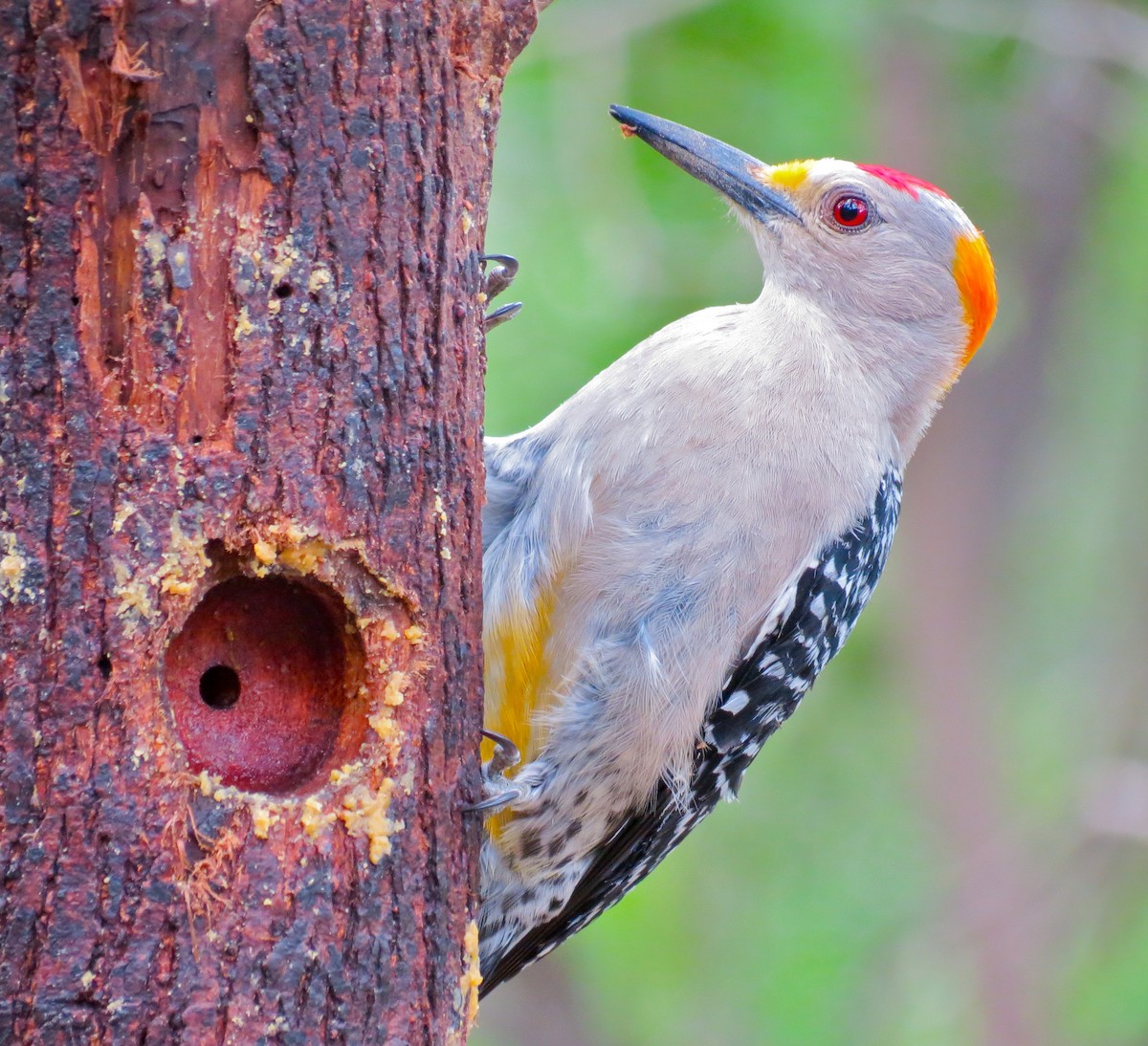 Golden-fronted Woodpecker - ML614883484