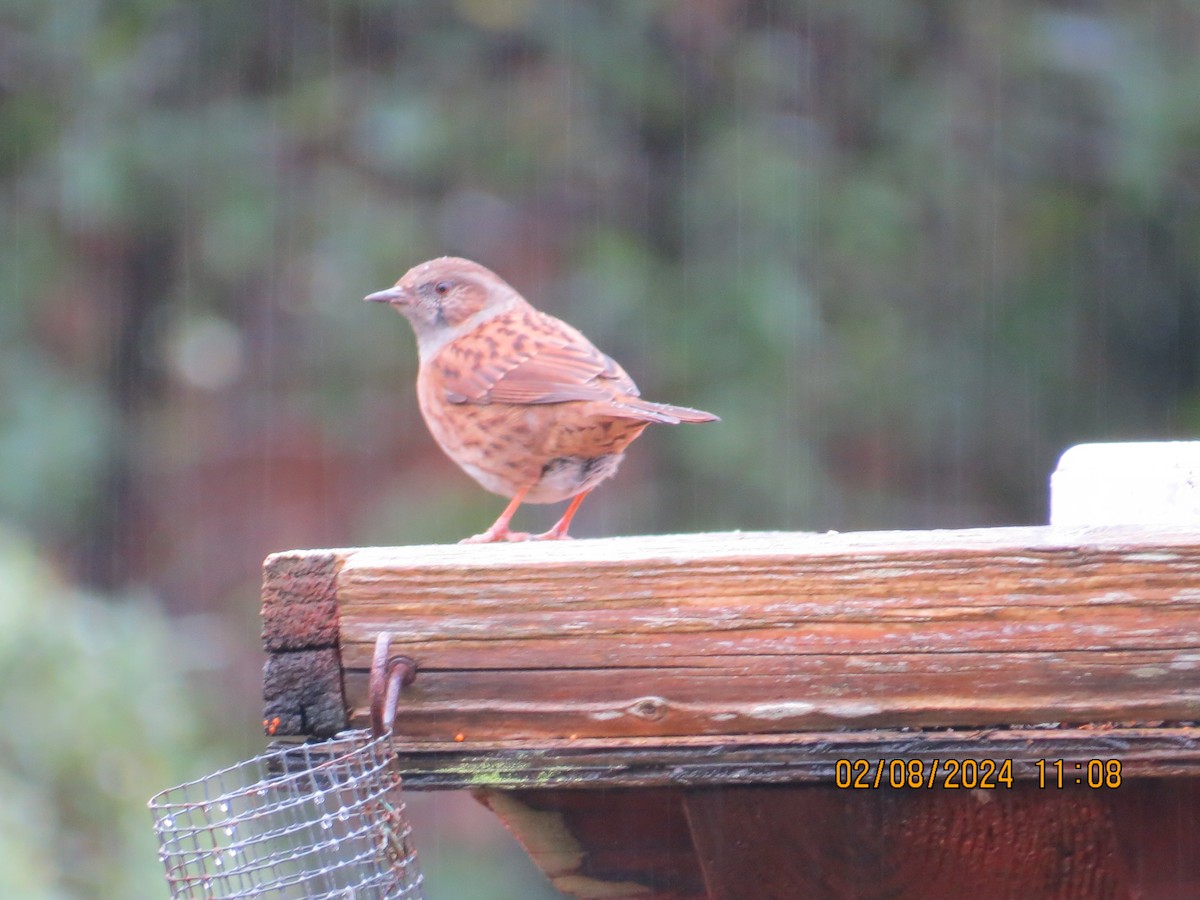 Dunnock - ML614883490