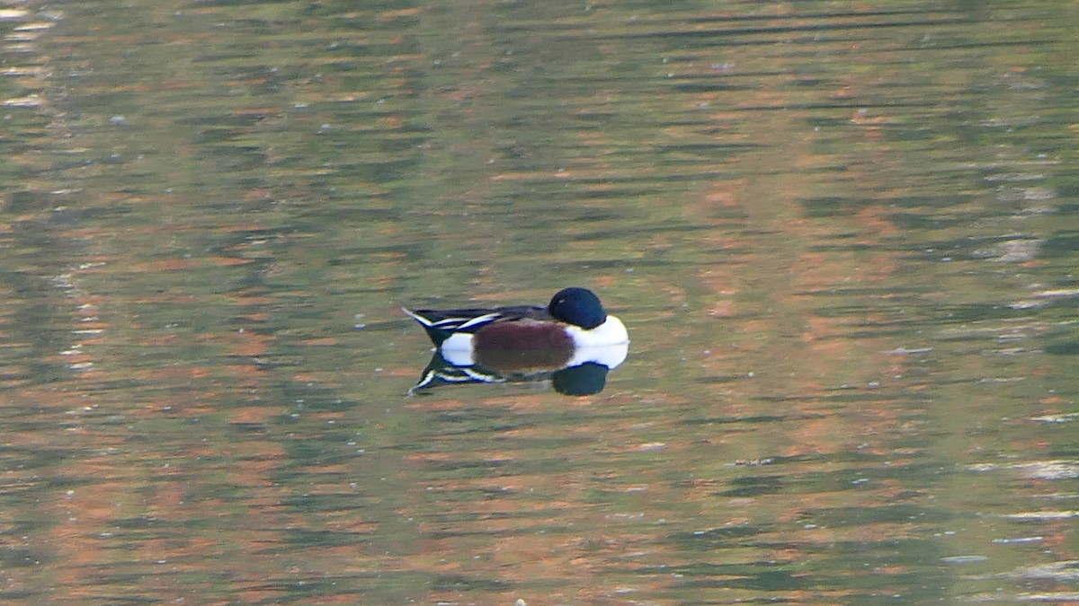 Northern Shoveler - Bijoy Venugopal