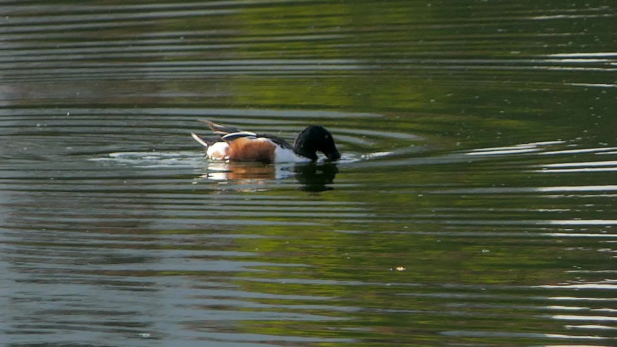 Northern Shoveler - Bijoy Venugopal