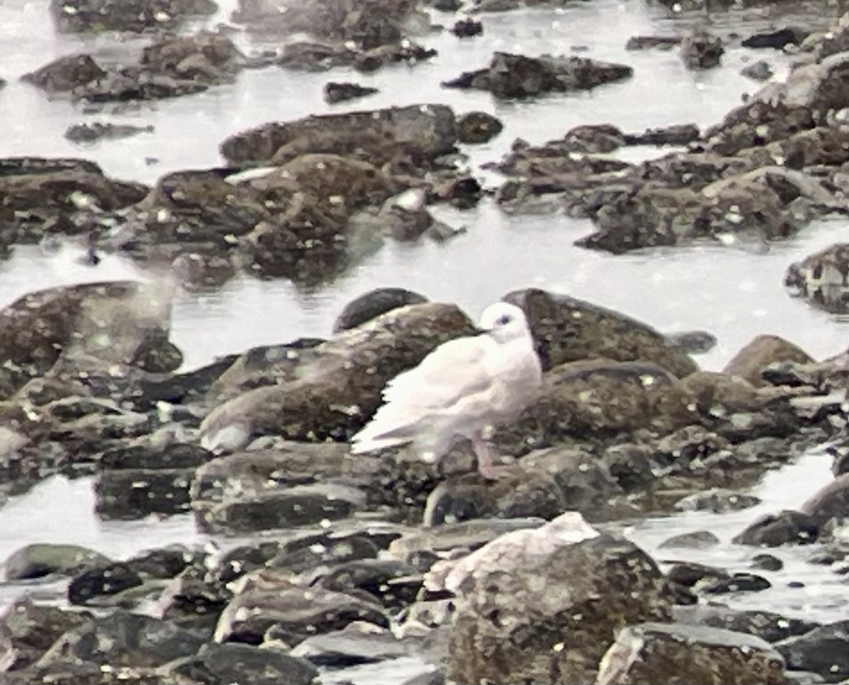 Iceland Gull - ML614883501