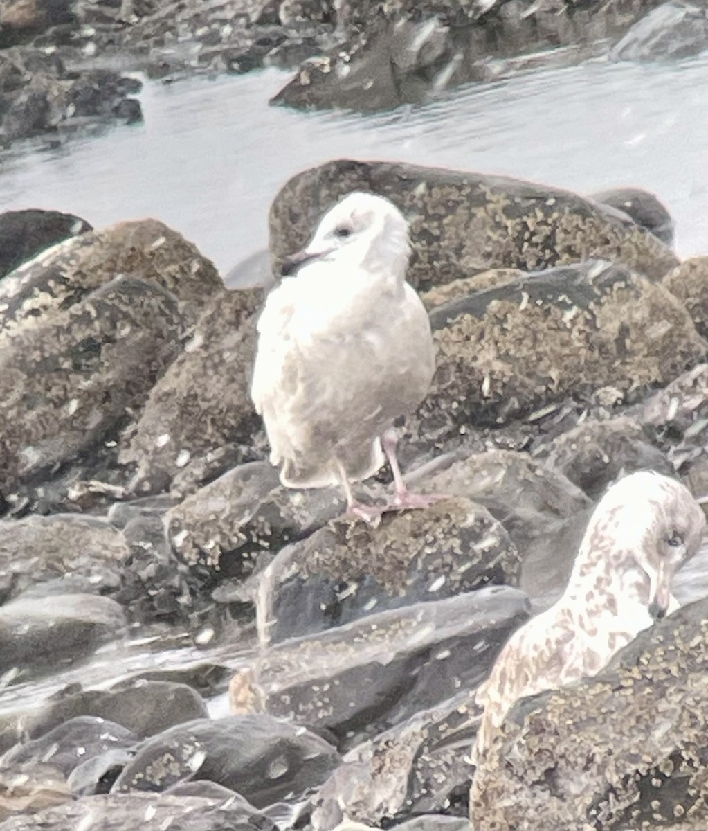 Iceland Gull - Magill Weber