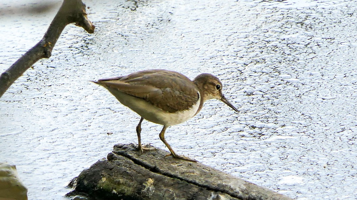 Common Sandpiper - Bijoy Venugopal