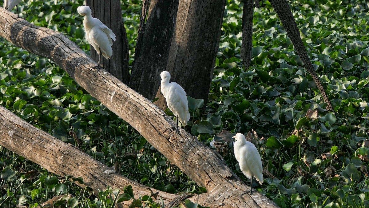 Eastern Cattle Egret - Bijoy Venugopal