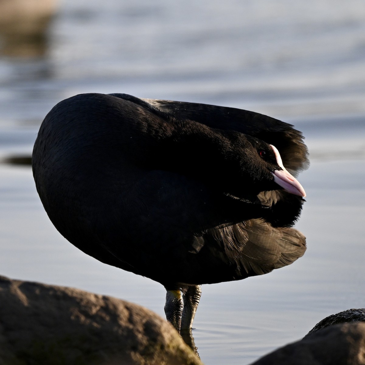 Eurasian Coot - Jack X