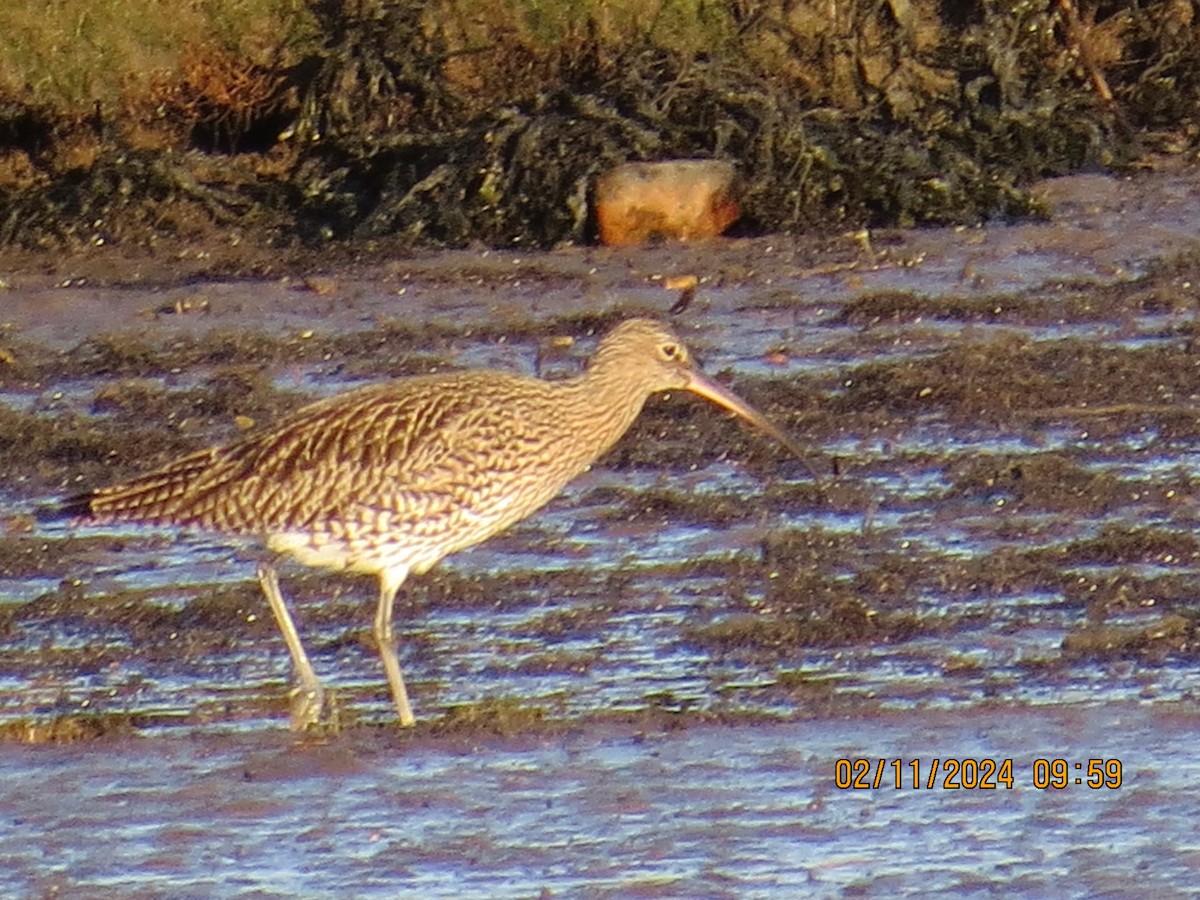 Eurasian Curlew - ML614883561