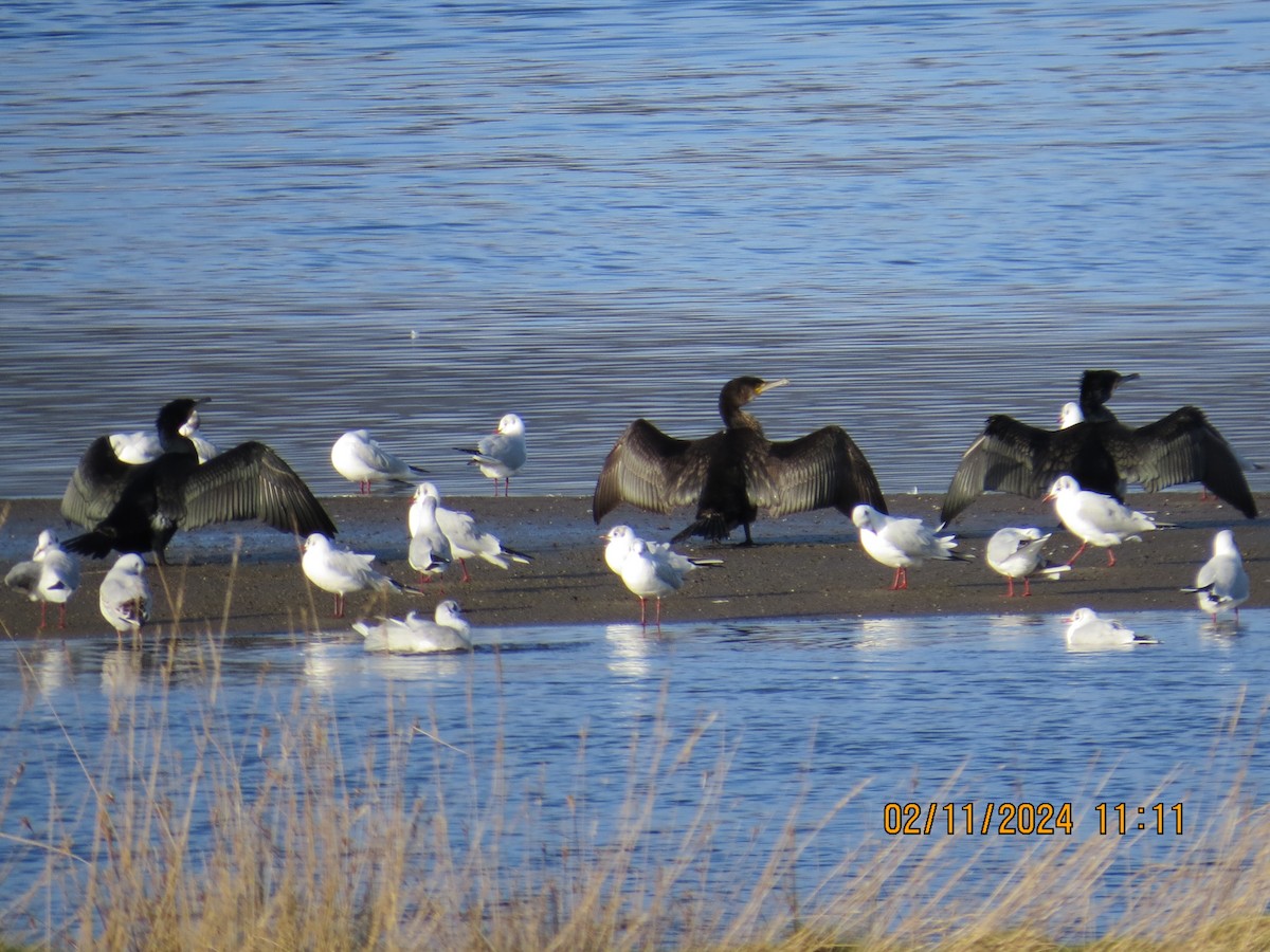 Great Cormorant - ML614883606