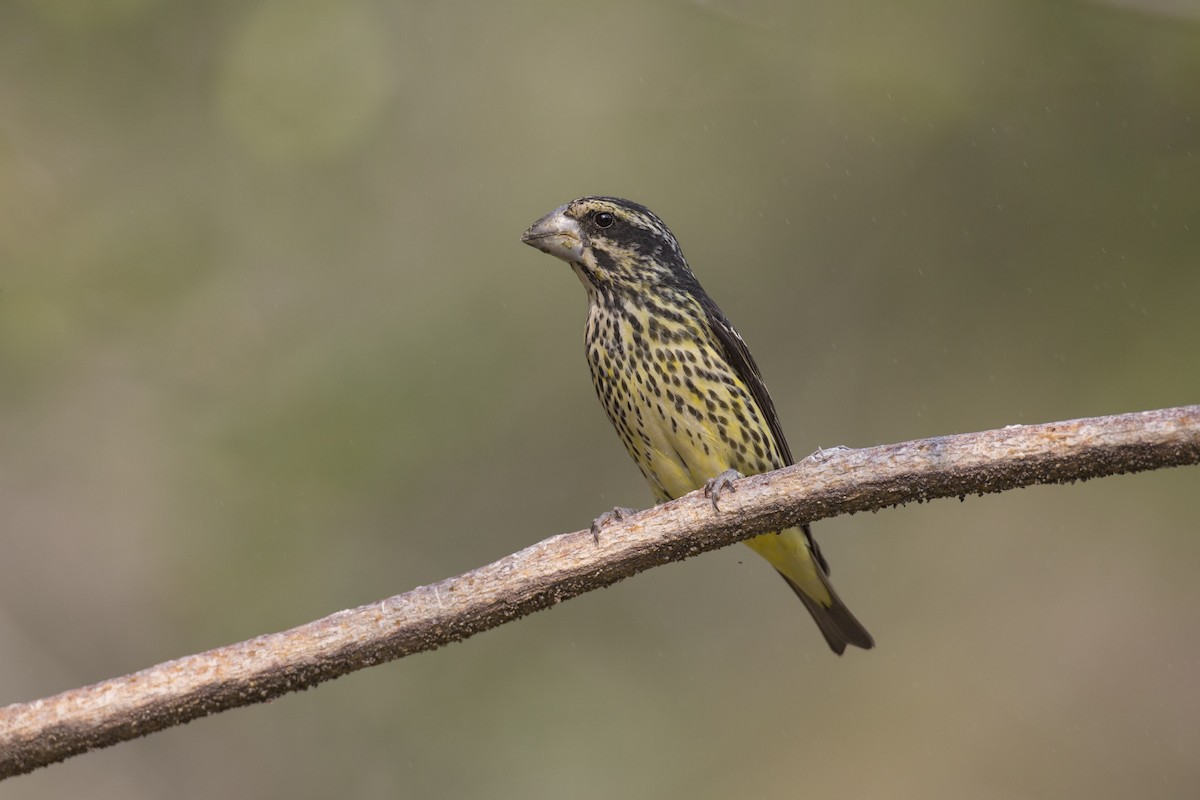 Spot-winged Grosbeak - Jan-Peter  Kelder