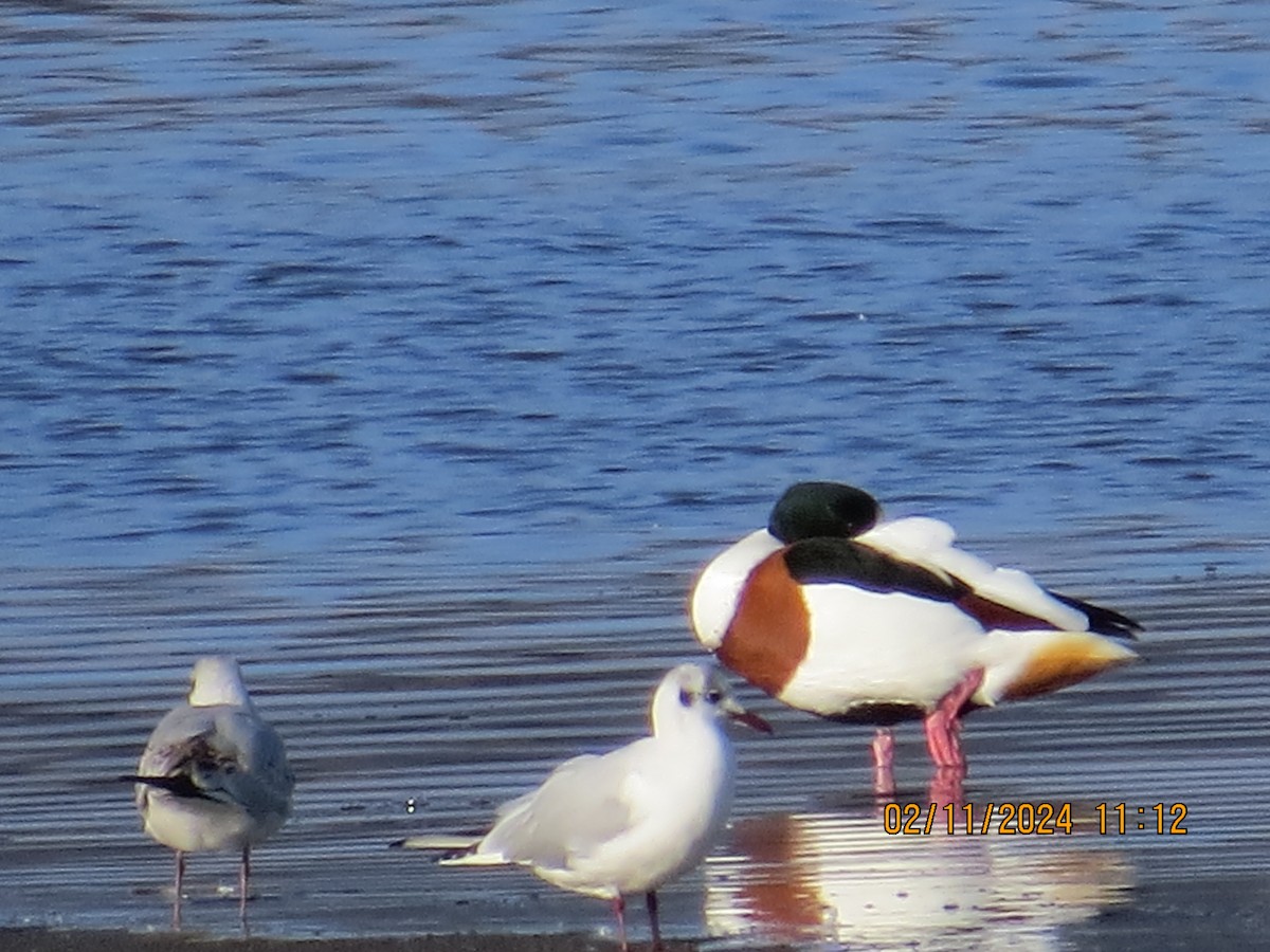 Common Shelduck - ML614883692