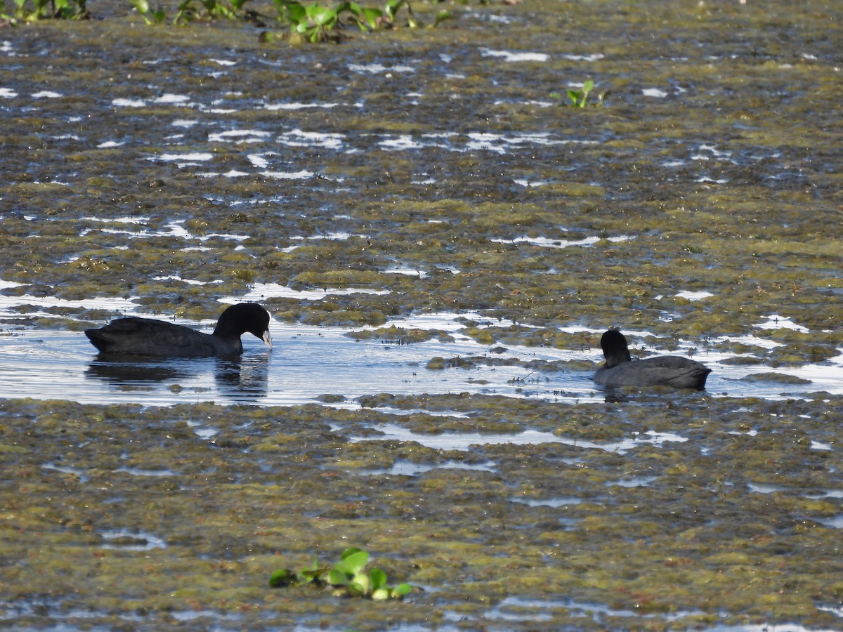 Eurasian Coot - ML614883697