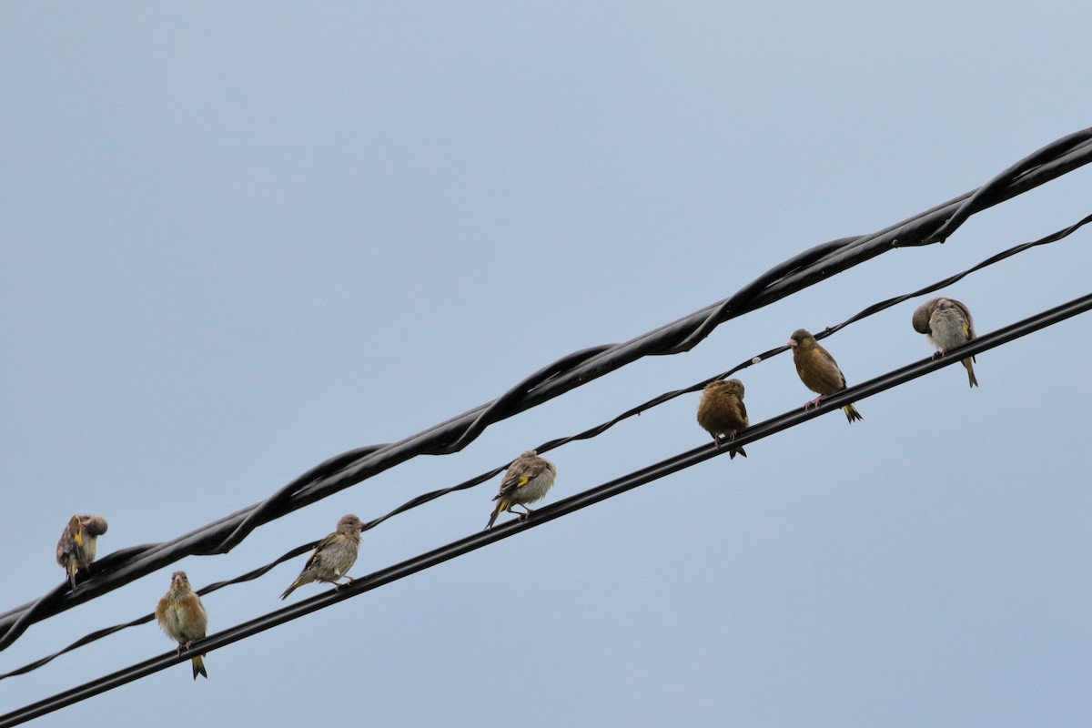 Oriental Greenfinch - ML614883700