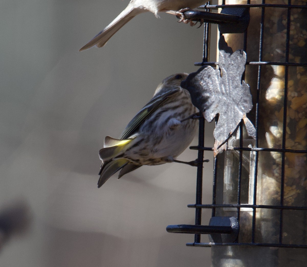 Pine Siskin - ML614883767