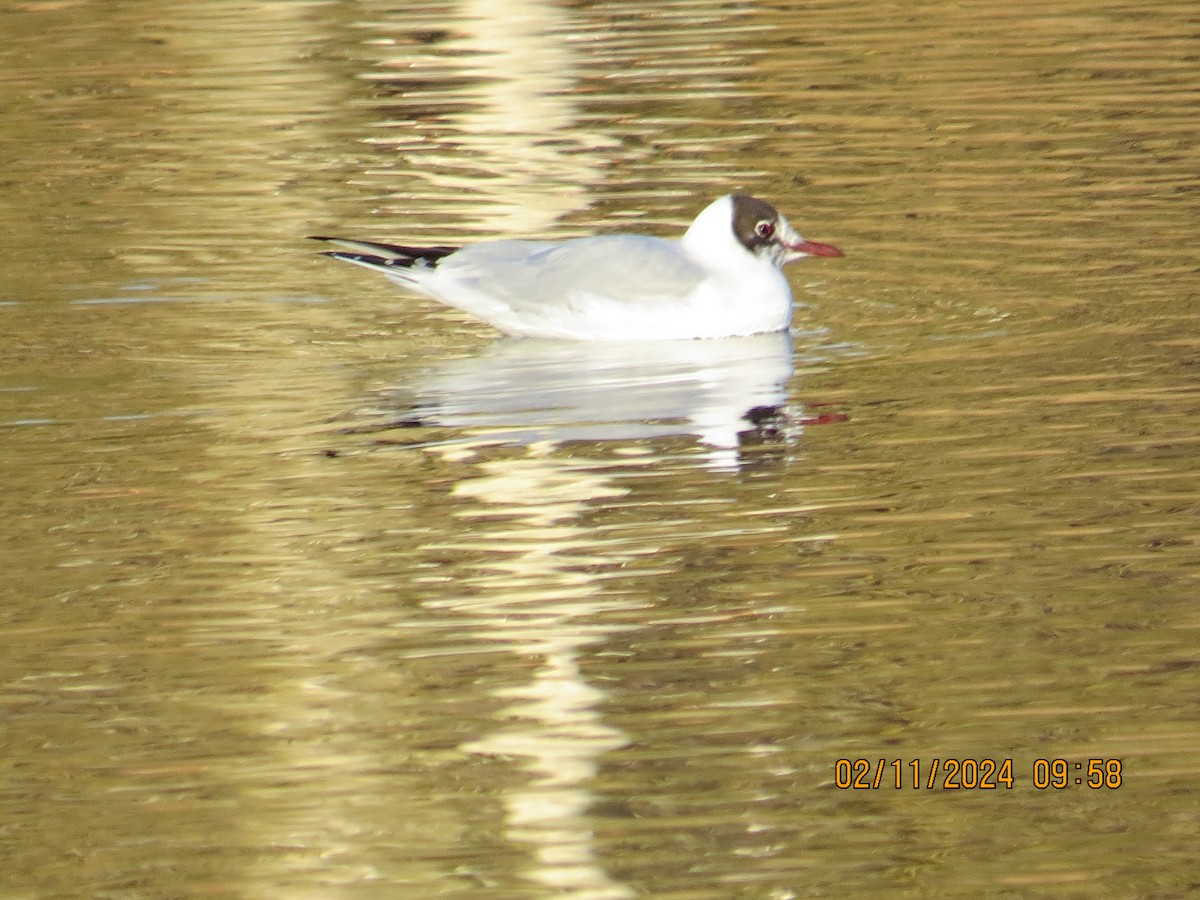 Black-headed Gull - ML614883785