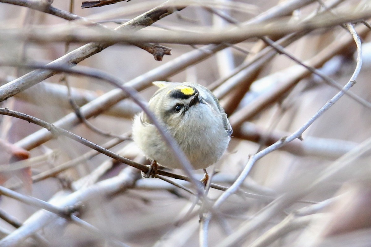 Golden-crowned Kinglet - Phil Mills