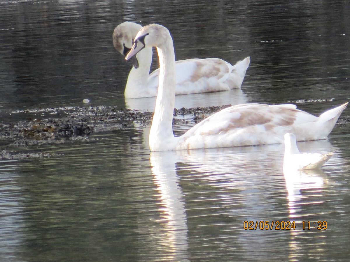 Mute Swan - ML614883896