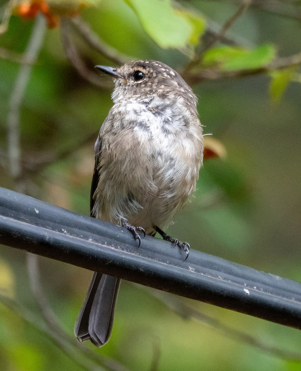 African Dusky Flycatcher - ML614883907